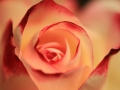rose-2980163_1280